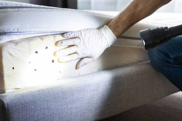 Best Flea Control Services  in Royal Oak, MI