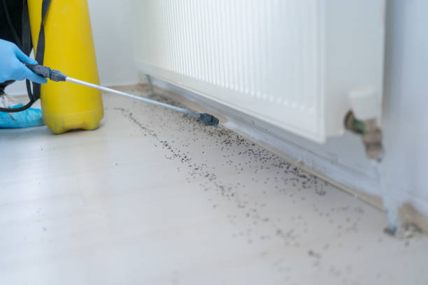 Best Pest Control Near Me  in Royal Oak, MI